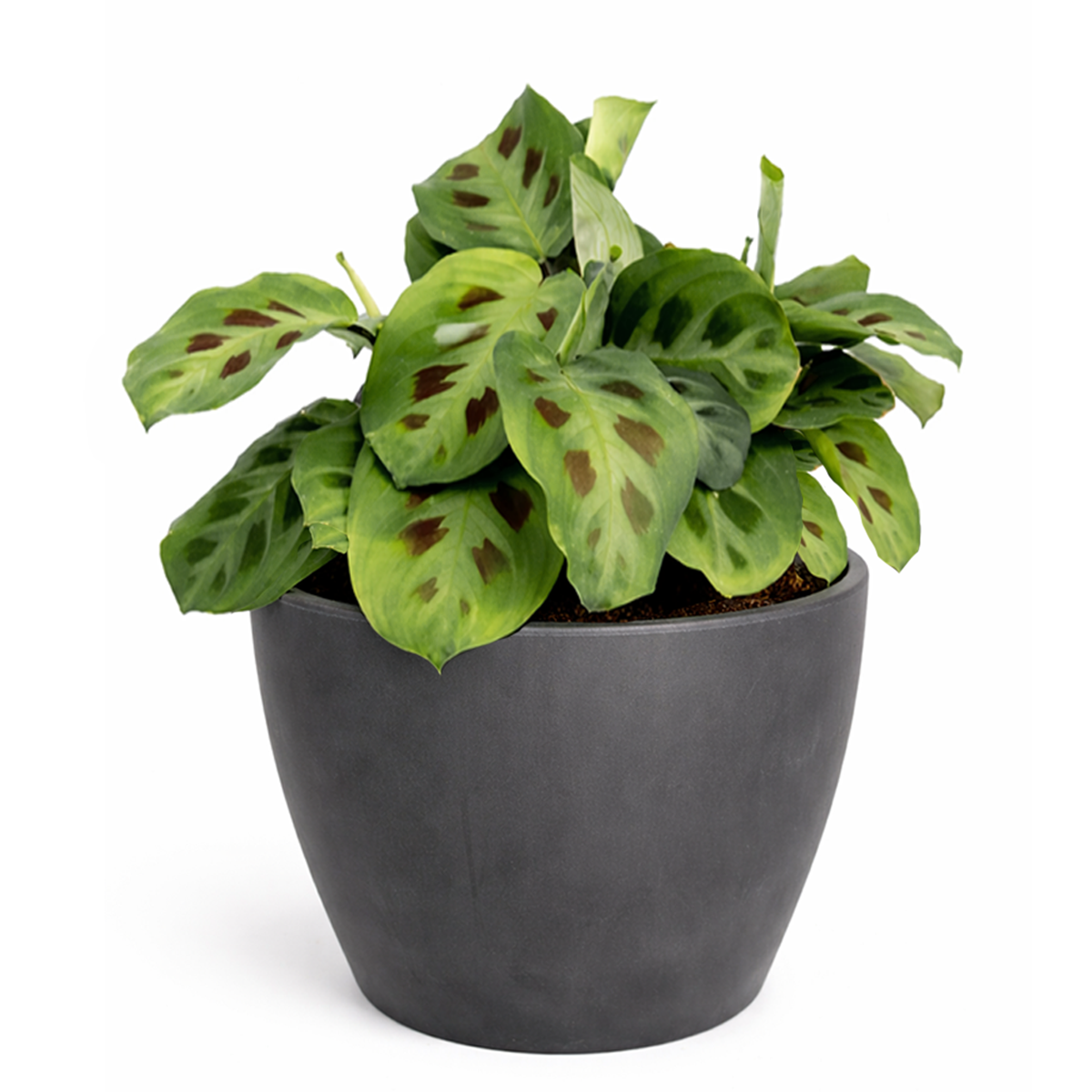 black prayer plant Green Prayer Plant (Maranta leuconeura)