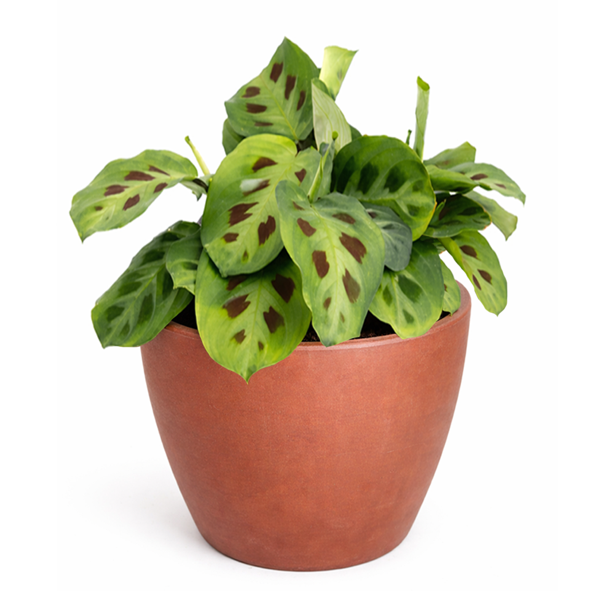 prayer plant colors Green Prayer Plant (Maranta leuconeura)