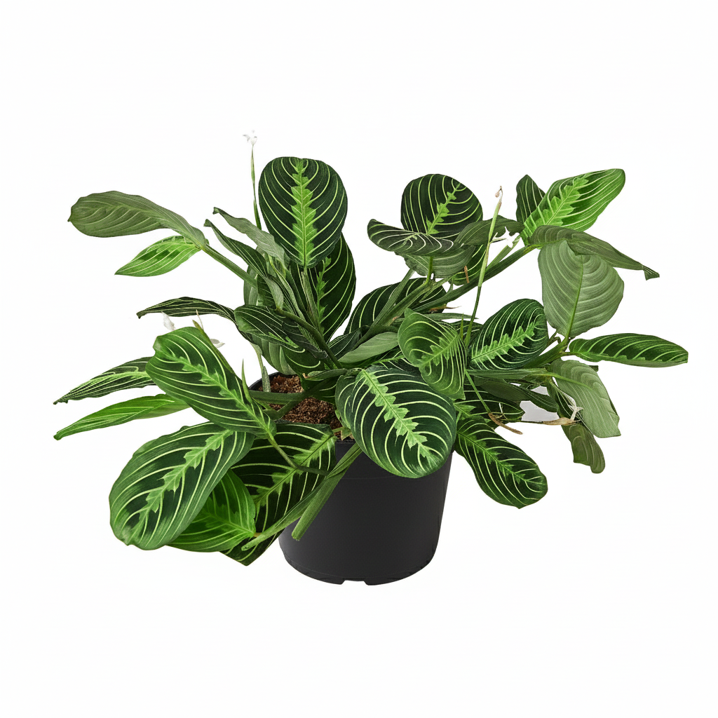 6 inch Maranta &#39;Lemon Lime&#39;, live plants for sale, buy houseplants online, gifts for sale lovers, large indoor plants