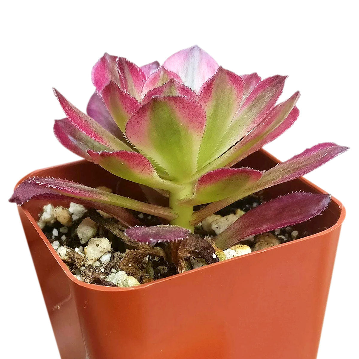 Aeonium Mardi Gras, Succulents, succulent care guide, Succulents shop near me, succulent care, succulents store in CA, succulents garden, succulent plant, monthly succulents, Aeonium Mardi Gras in California, How to grow Aeonium Mardi Gras