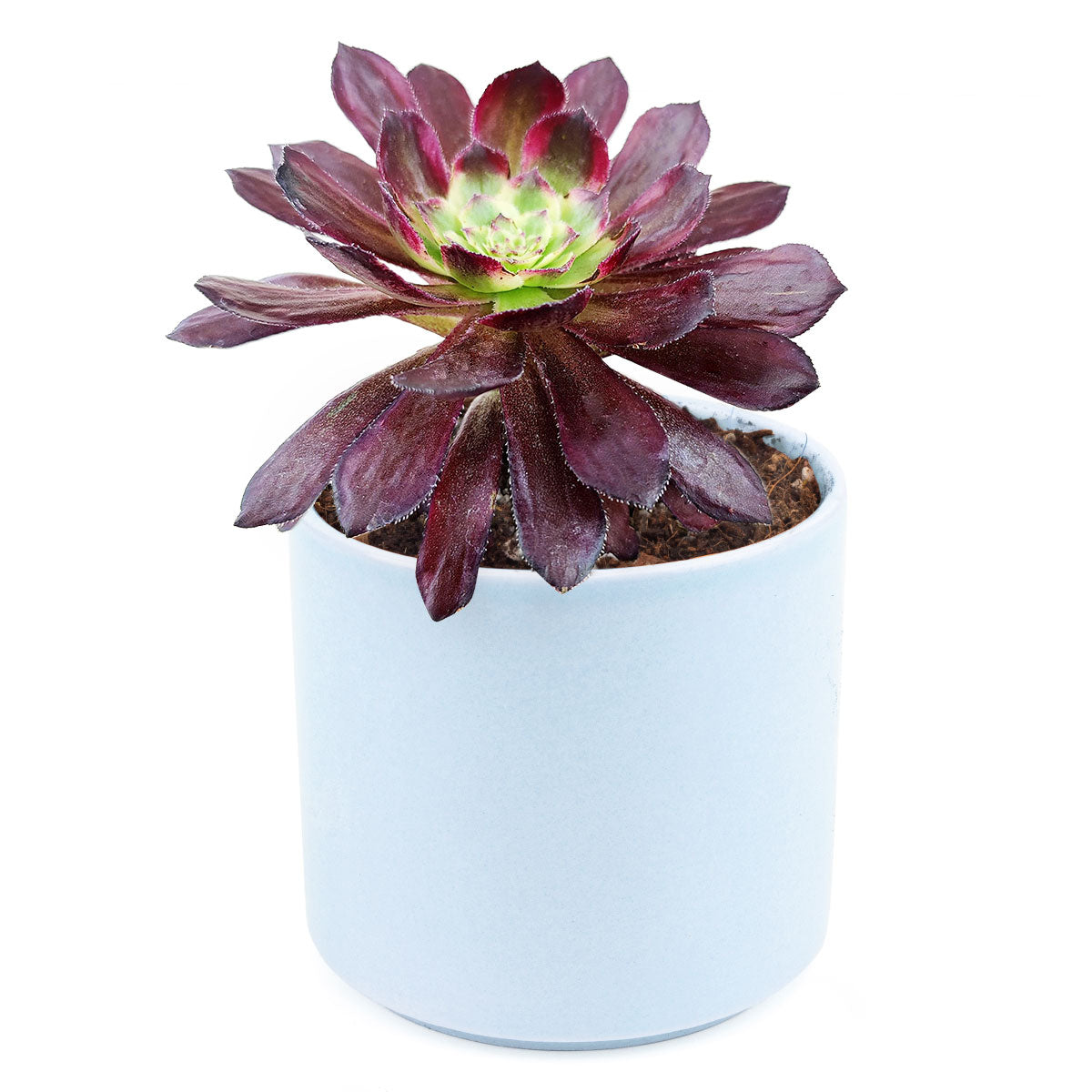 blue african aeonium succulent Aeonium Mardi Gras Succulent