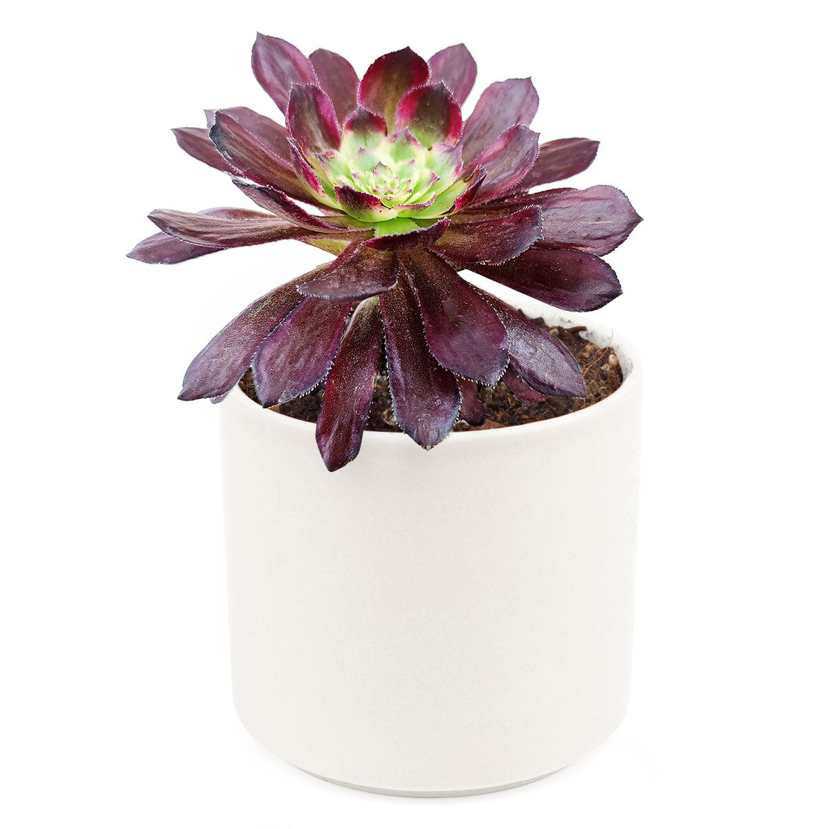 succulent mardi gras Aeonium Mardi Gras Succulent