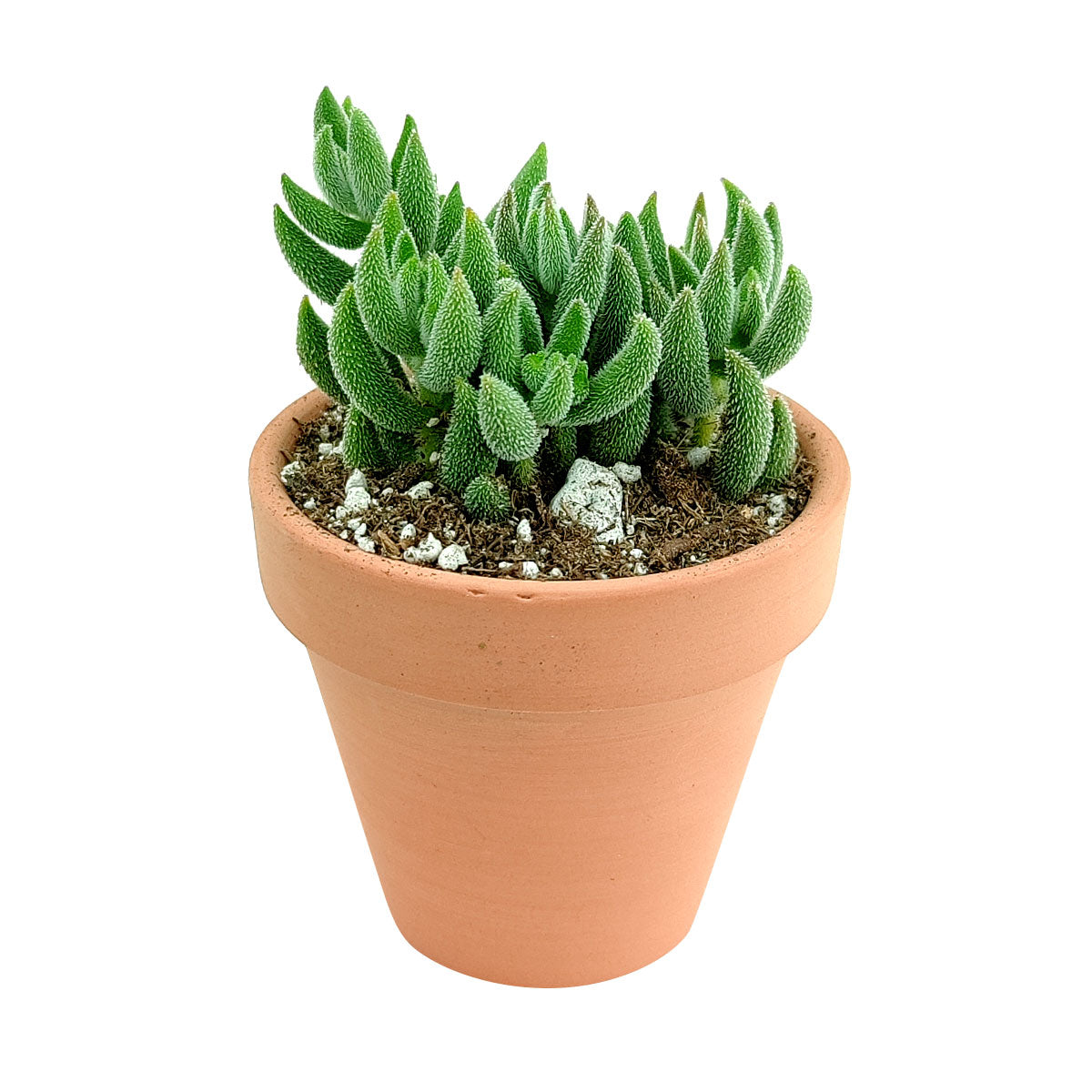 crassula mesembryanthemoides succulent Crassula Mesembryanthemoides