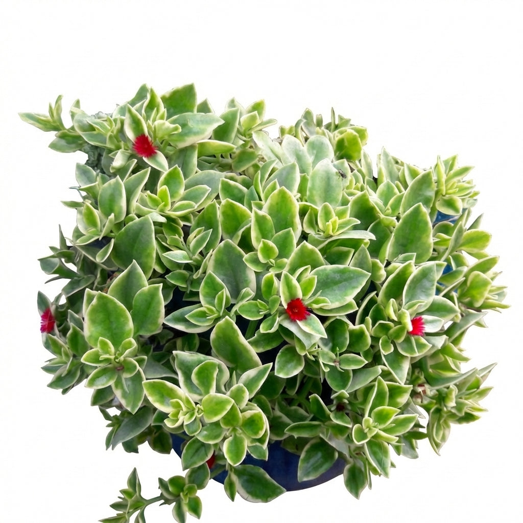 ice plant indoors Heartleaf Ice Plant - Easy Care Succulent