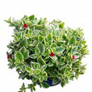 Mesembryanthemum 'Crystal' - Heartleaf Ice Plant