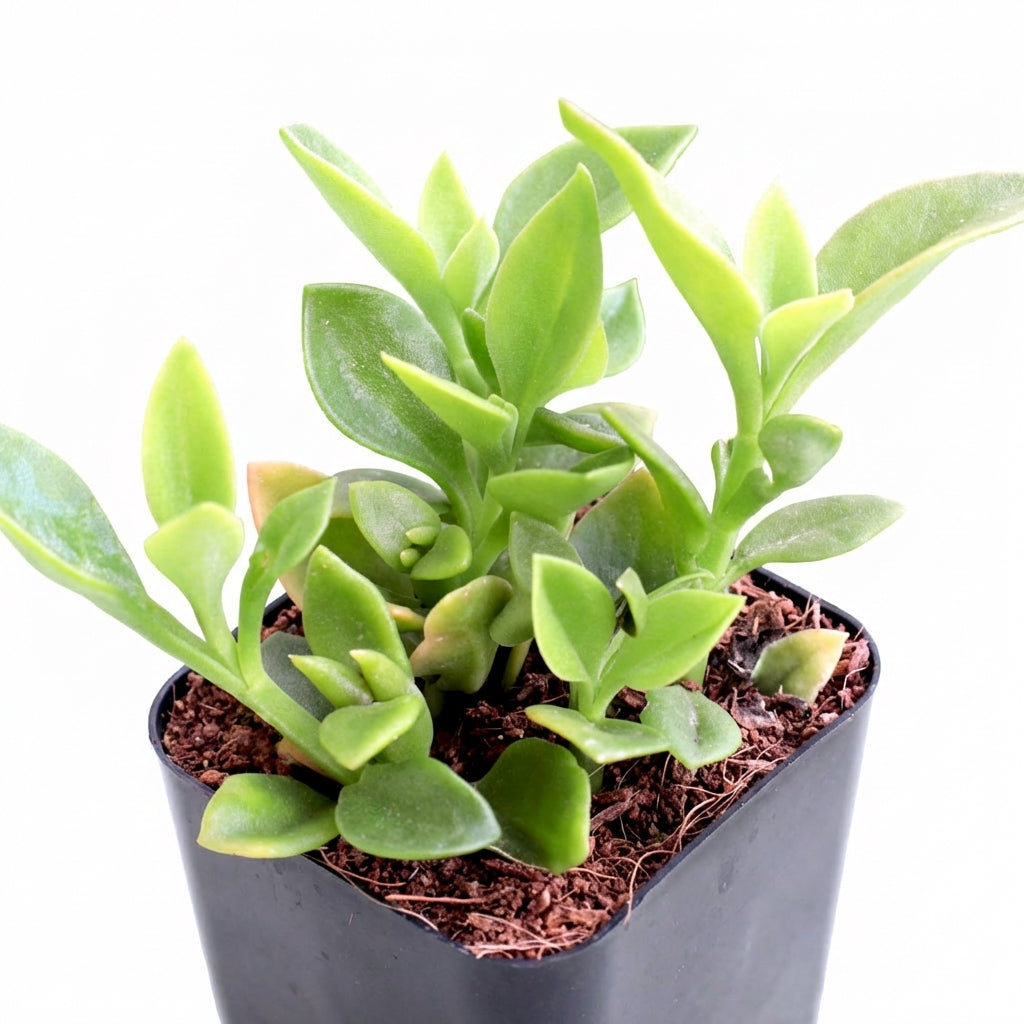 succulent apple Mesembryanthemum cordifolium 'Red Apple'