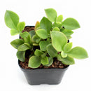 Close-up of a Mesembryanthemum cordifolium 'Red Apple', green succulents, indoor succulents, succulent care guide, buy succulents online