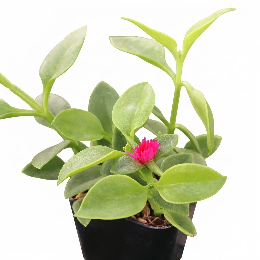 Close-up of a Mesembryanthemum cordifolium 'Red Apple', green succulents, indoor succulents, succulent care guide, buy succulents online
