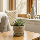 4 inch Haworthia, succulent in decorative pot, small houseplant