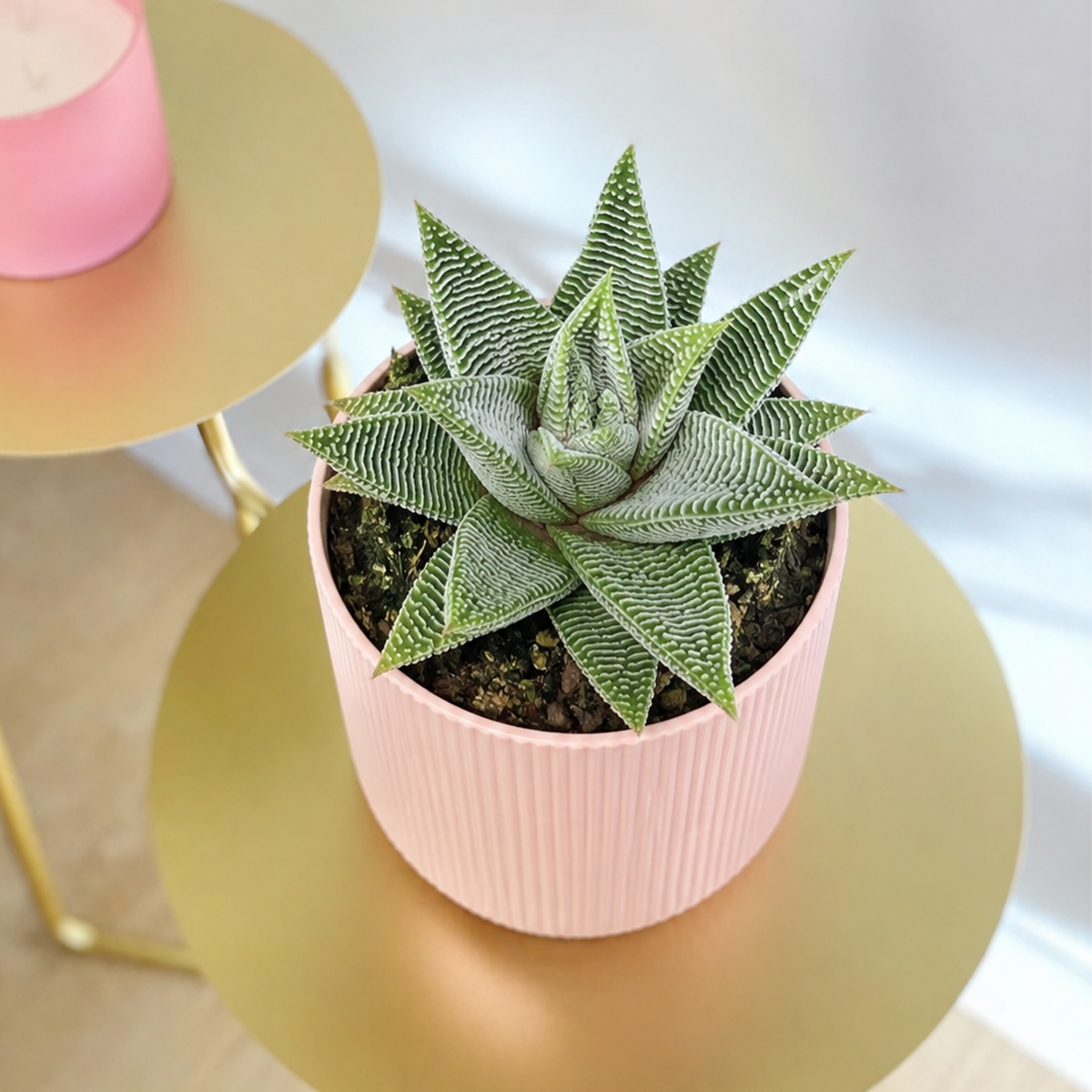 buy 3 inch Miami Haworthia succulent plant, Haworthia limifolia var. striata 4 inch succulent for sale, fairy washboard succulent, rare Haworthia succulent, striped haworthia plant, textured geometric succulent, compact rosette succulent, ornamental miniature succulent plant, drought tolerant succulent houseplant
