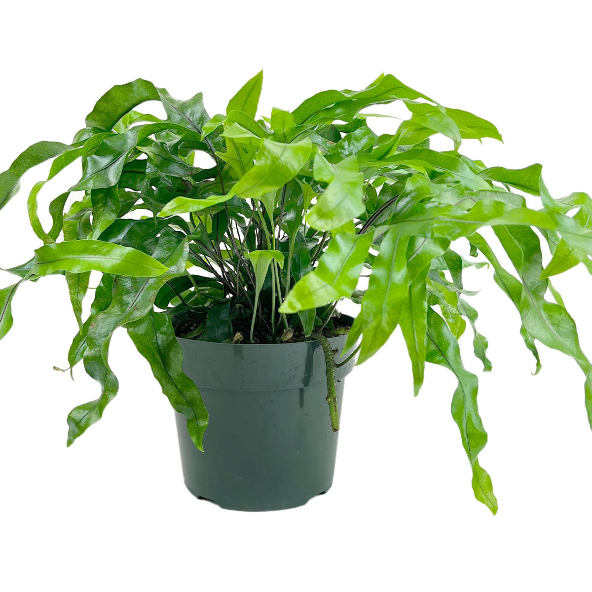 Kangaroo Paw Fern 6 inch for saleonline, Popular houseplant and groundcover with distinctive, glossy fronds that resemble a kangaroo&#39;s paw