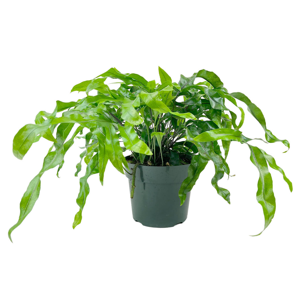 Microsorum diversifolium Kangaroo Paw Fern in 6" Pot for sale, Buy Houseplants Online, Pet Safe Indoor Plants to Grow