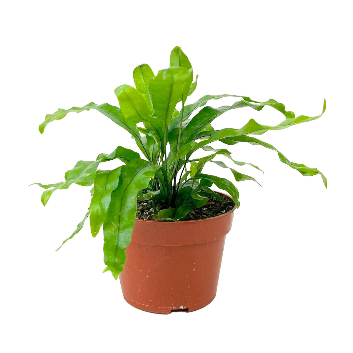 blue star fern vs kangaroo paw fern Kangaroo Paw Fern