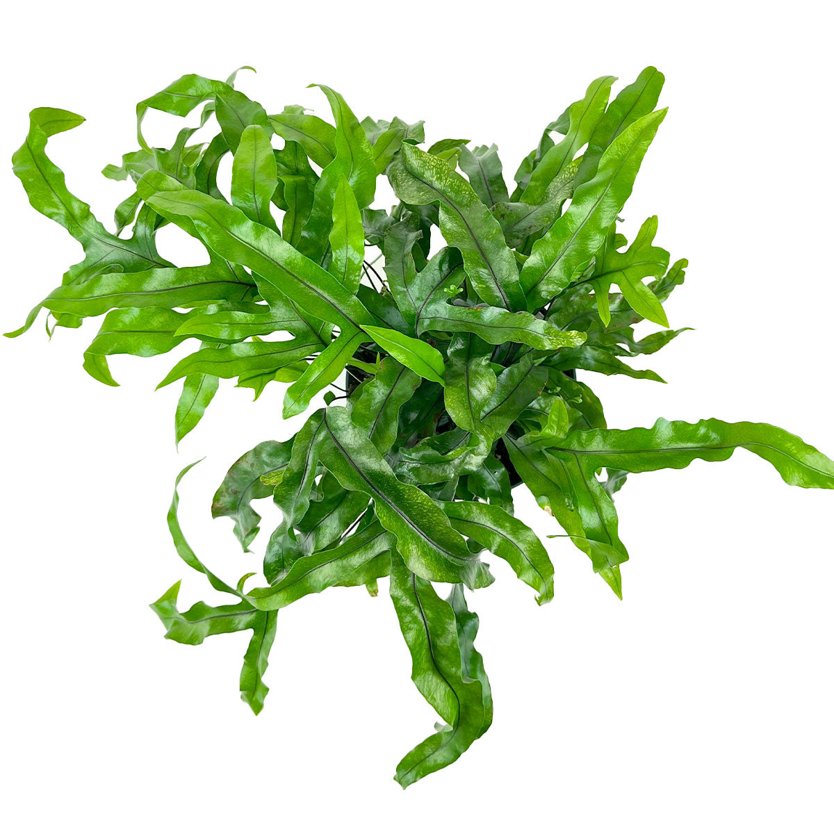 6 inch Kangaroo Paw Fern Houseplants for sale, Air purifying Plants for your Home Office, Indoor Plant Gifts