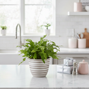 Buy the unique Crocodile Fern with leathery, textured foliage, unique foliage plant, 4 inch fern, 6 inch fern, air purifying plant, bathroom plant