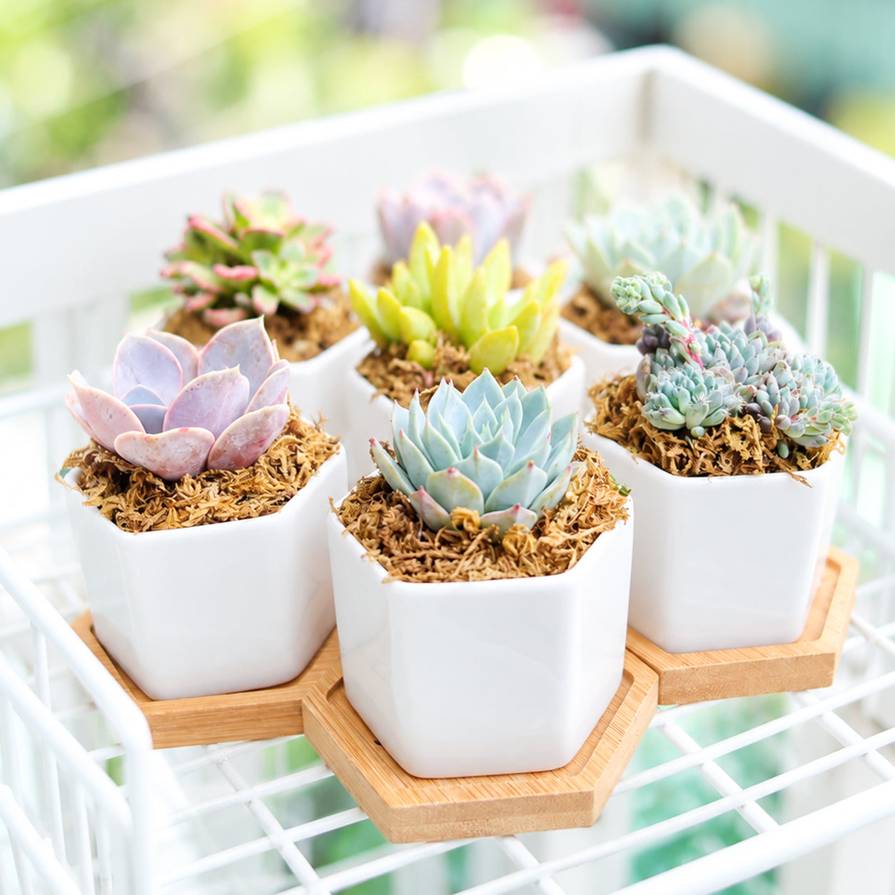 Assorted mini live succulents in white hexagon ceramic pots with bamboo trays