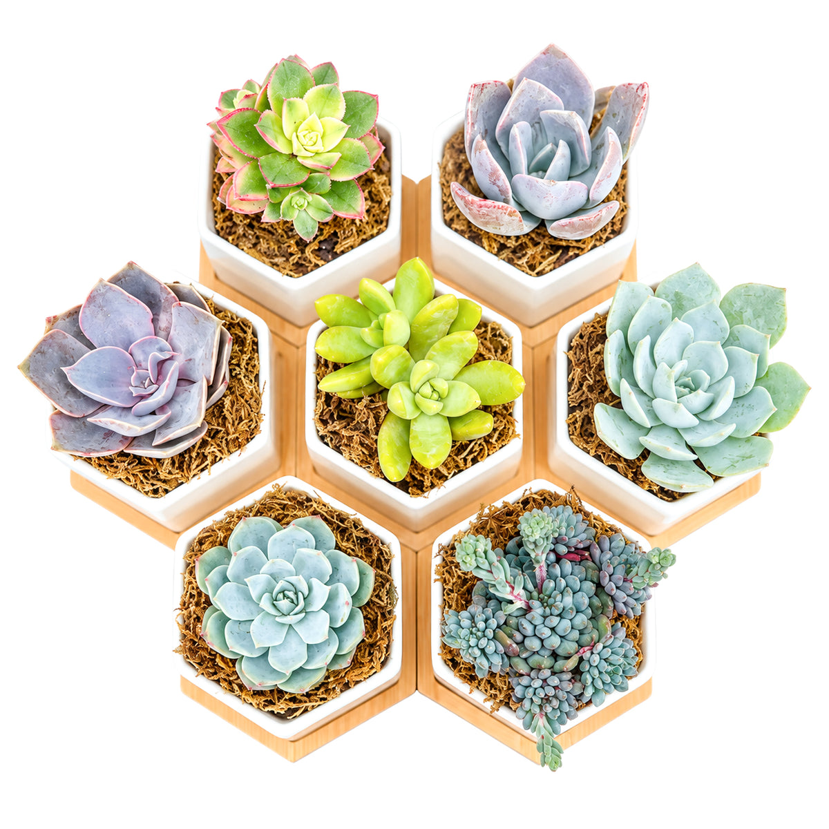 Top view arrangement of 7 mini hexagon ceramic succulent pots set together