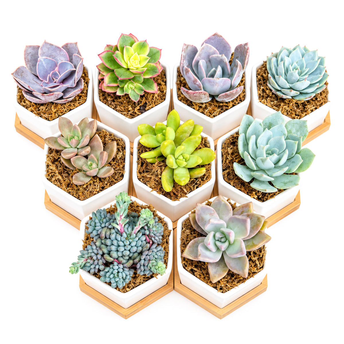 Group of colorful mini succulents in white ceramic hexagon planters with bamboo base