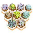 Buy Mini Hexagon Ceramic Pot with Live Succulent online. A charming live succulent planted in a modern hexagon ceramic pot, perfect for desks, gifts, and small spaces.