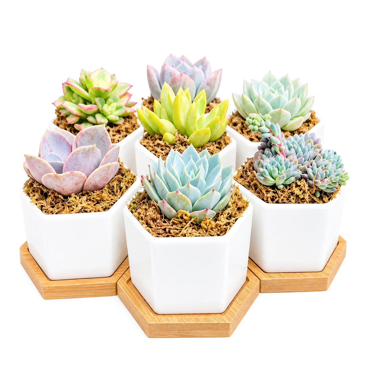 Set of 5 mini hexagon ceramic succulent pots arranged as desk home decor