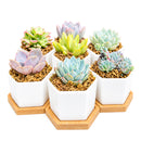Buy Mini Hexagon Ceramic Pot with Live Succulent online. A charming live succulent planted in a modern hexagon ceramic pot, perfect for desks, gifts, and small spaces.