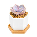 Buy Mini Hexagon Ceramic Pot with Live Succulent online. A charming live succulent planted in a modern hexagon ceramic pot, perfect for desks, gifts, and small spaces.