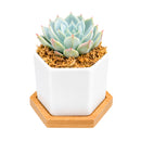 Buy Mini Hexagon Ceramic Pot with Live Succulent online. A charming live succulent planted in a modern hexagon ceramic pot, perfect for desks, gifts, and small spaces.