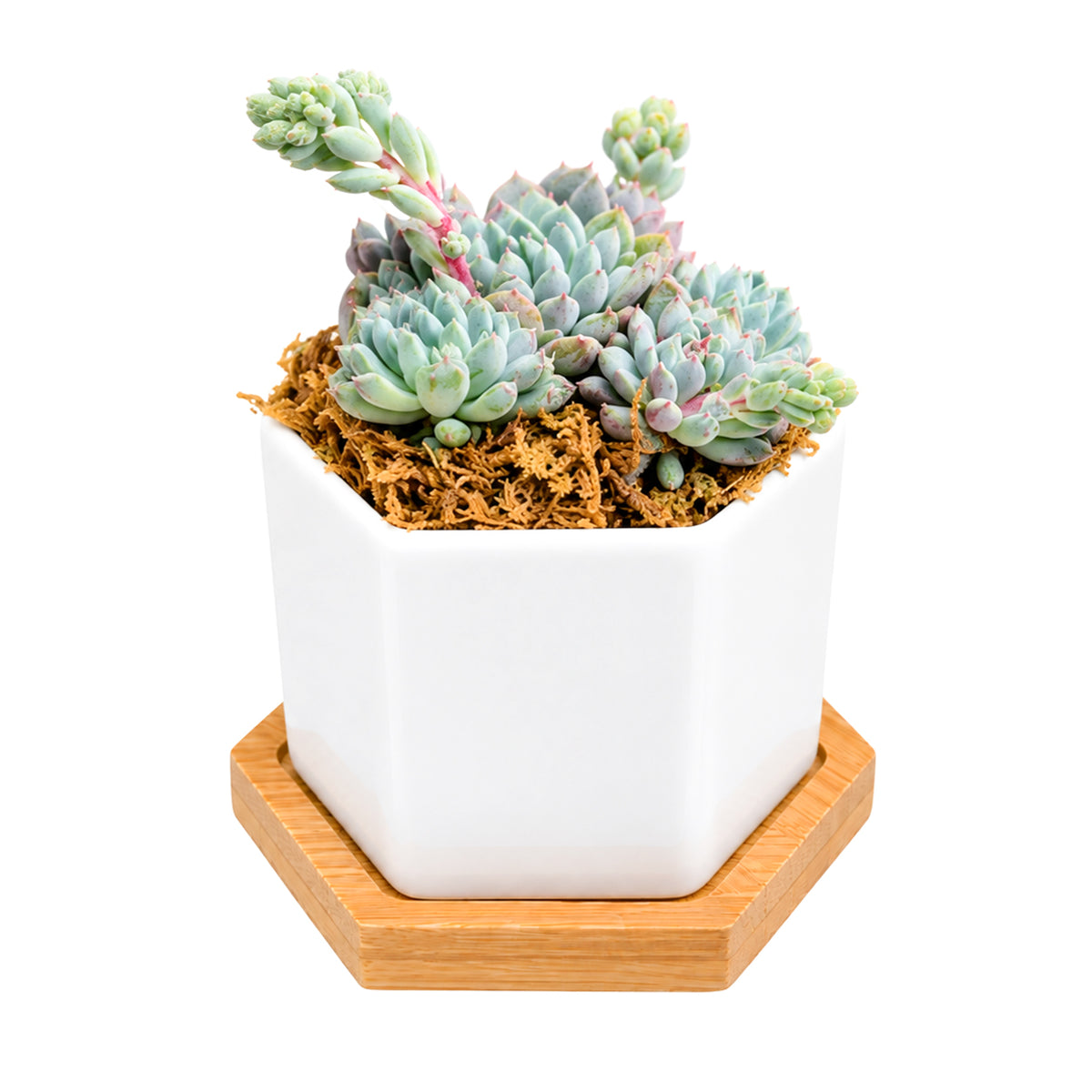 live succulent plant planted in a mini hexagon ceramic pot with bamboo tray