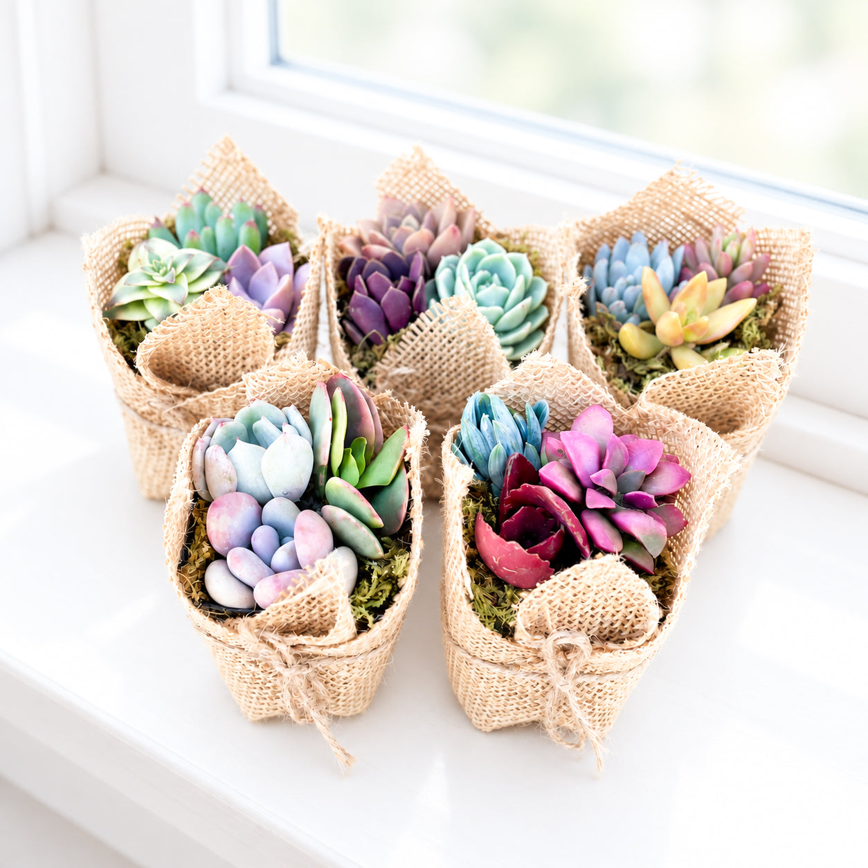 Multiple mini succulent favors wrapped in burlap and tied with twine for party favors
