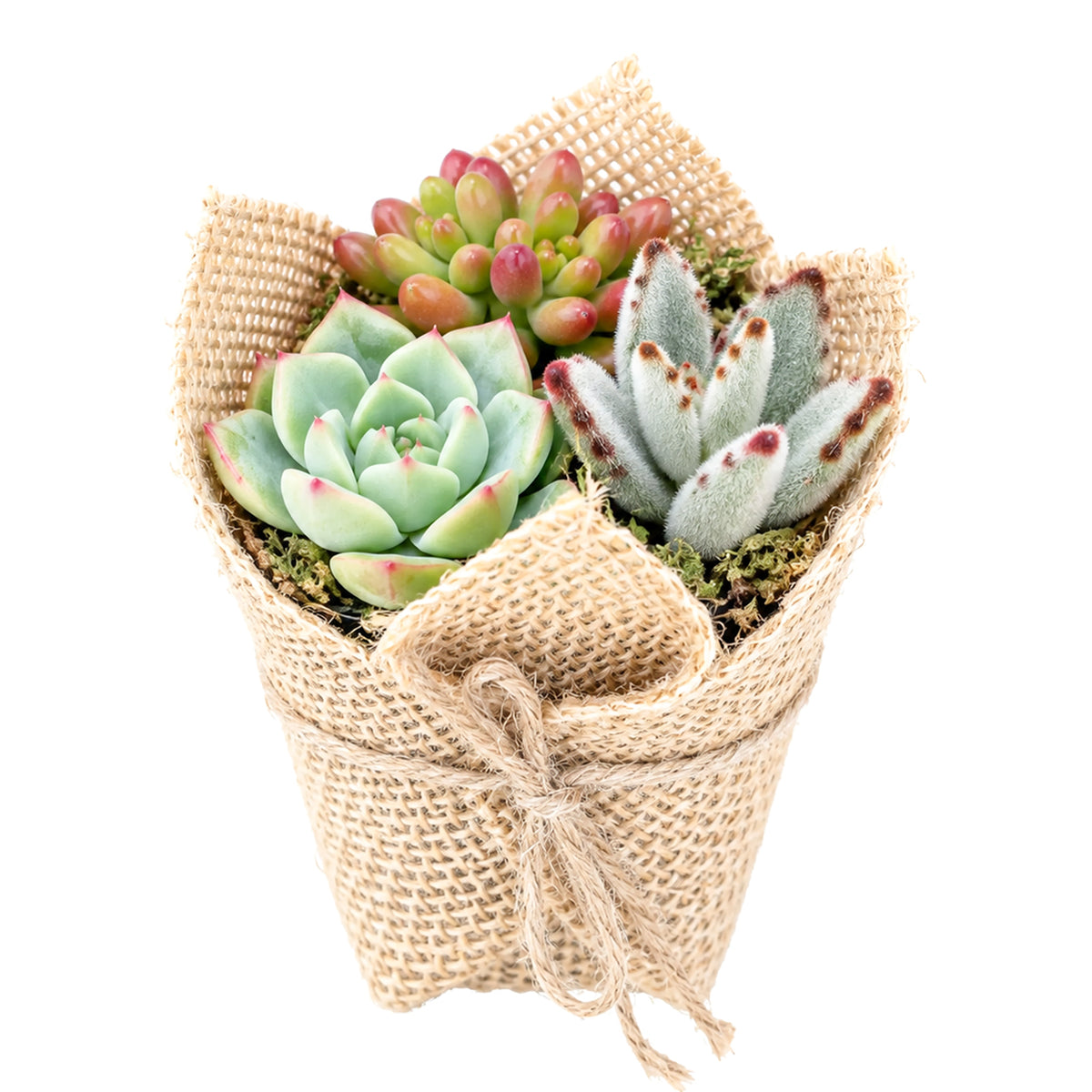 Close up of green mini succulents in rustic burlap wrapped planter