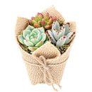 Buy Mini Succulent Favors in Burlap online. Charming mini succulents wrapped in natural burlap, perfect for weddings, parties, baby showers, and gifts.