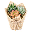 Buy Mini Succulent Favors in Burlap online. Charming mini succulents wrapped in natural burlap, perfect for weddings, parties, baby showers, and gifts.