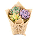 Buy Mini Succulent Favors in Burlap online. Charming mini succulents wrapped in natural burlap, perfect for weddings, parties, baby showers, and gifts.