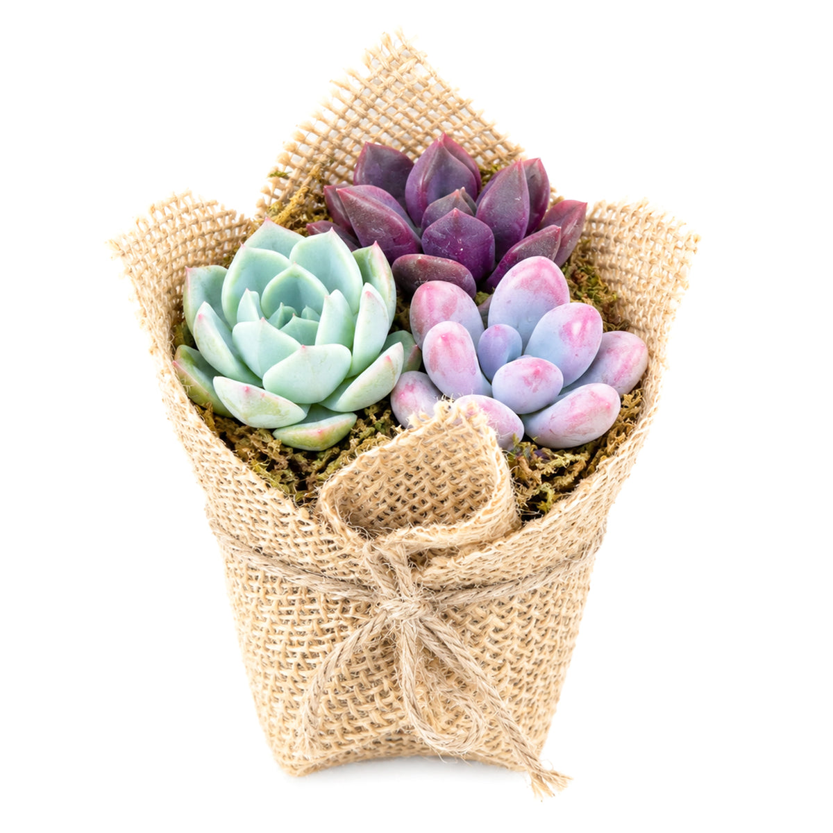 Single 2 inch mini succulent arrangement in burlap wrap with moss dressing
