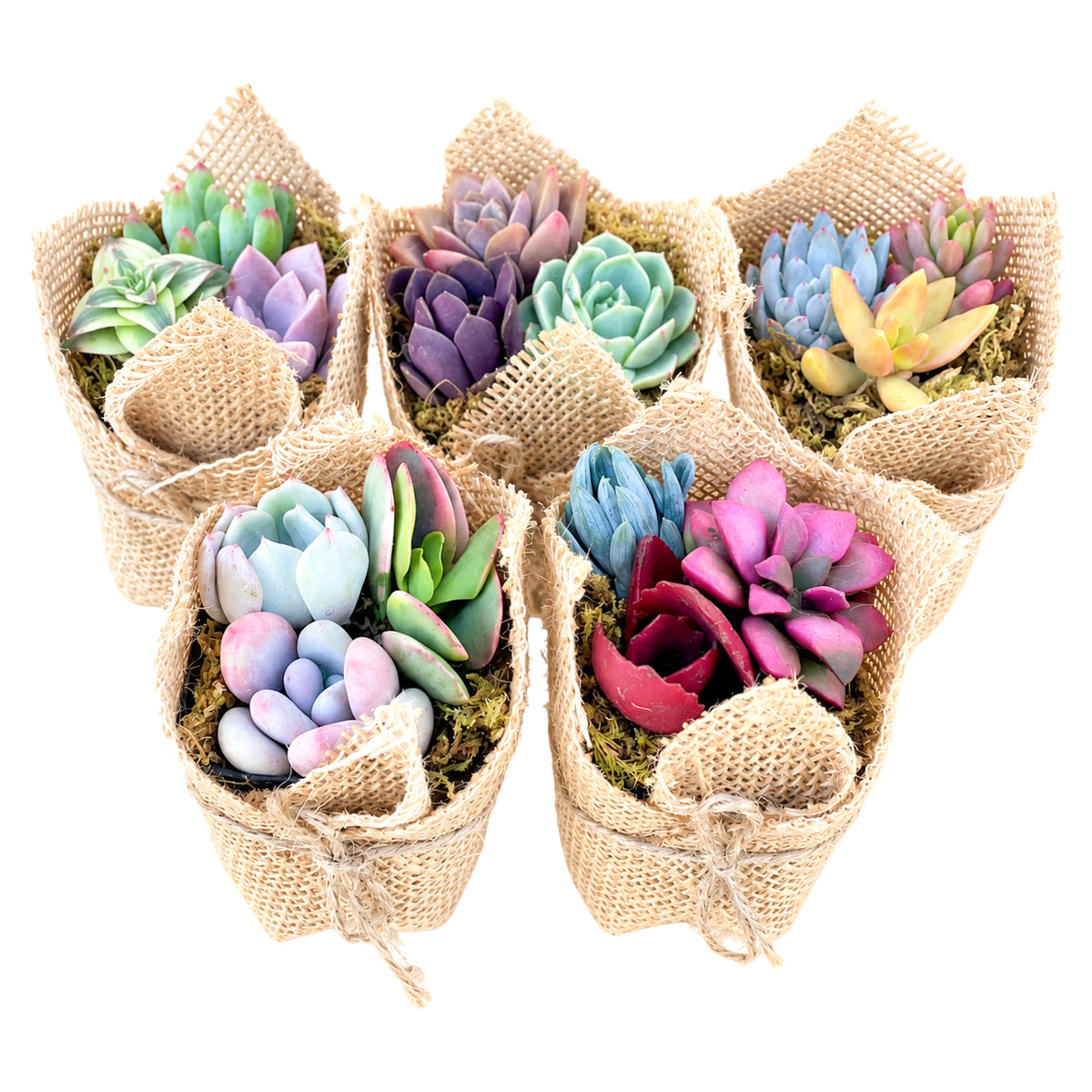 mini succulent wedding favors wrapped in burlap, wedding decor ideas