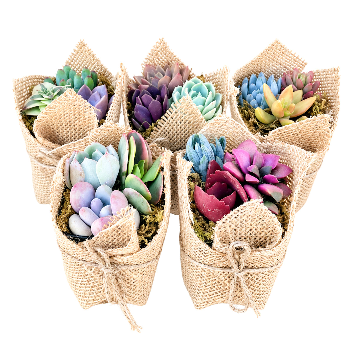 Set of small burlap succulent favors with vibrant live succulent varieties