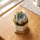 Buy Mini Hexagon Ceramic Pot with Live Succulent online. A charming live succulent planted in a modern hexagon ceramic pot, perfect for desks, gifts, and small spaces.