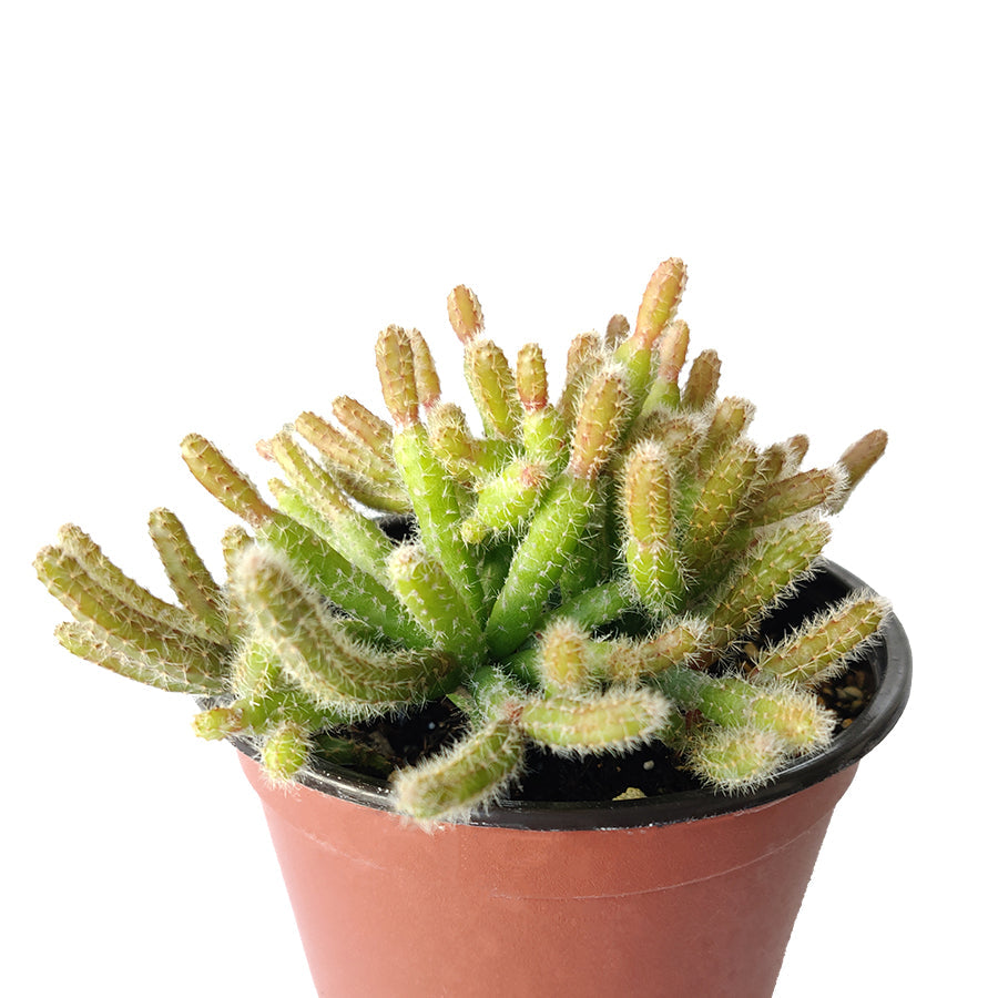 rat tail hanging succulent plant Mini Rat's Tail Cactus - Unique Trailing Cactus - Disocactus Flagelliformis