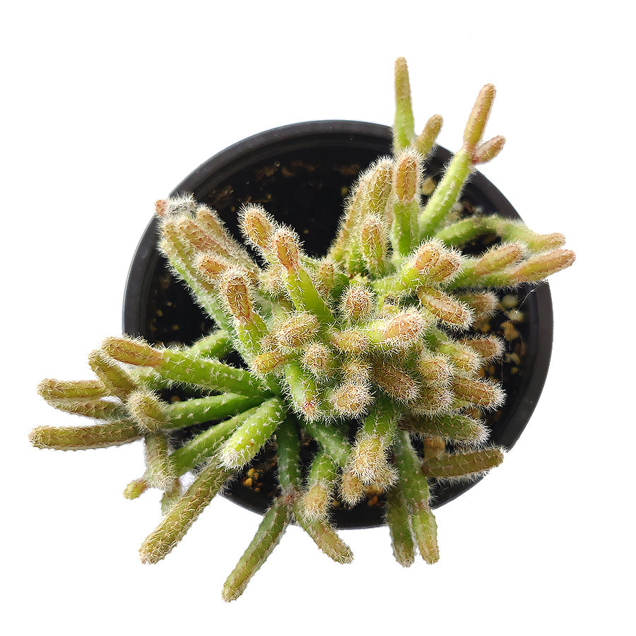 different types of rat tail cactus Mini Rat's Tail Cactus - Unique Trailing Cactus - Disocactus Flagelliformis