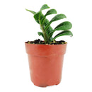 Mini Zenzi, Dwarf ZZ Plant, Zamioculcas Zamiifolia &#39;Zenzi&#39;, low-maintenance houseplant, small plant for home and office decor, air-purifying houseplant, buy houseplant online, small compact houseplant for tabletop decor
