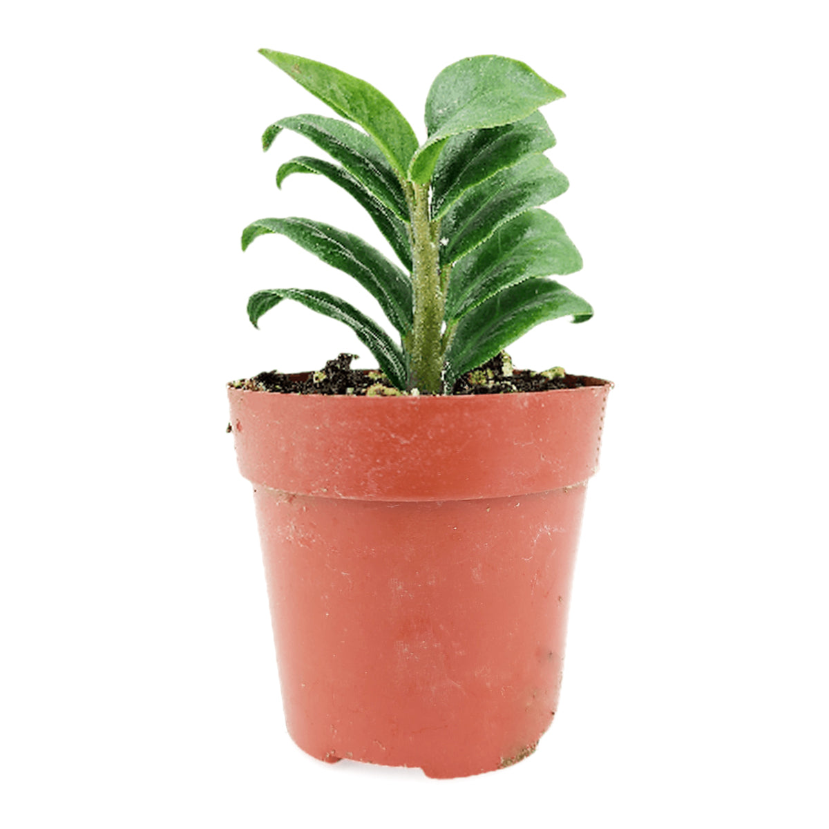 Mini Zenzi, Dwarf ZZ Plant, Zamioculcas Zamiifolia &#39;Zenzi&#39;, low-maintenance houseplant, small plant for home and office decor, air-purifying houseplant, buy houseplant online, small compact houseplant for tabletop decor