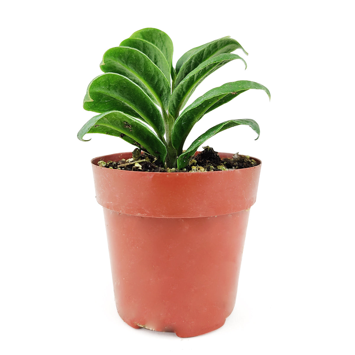 Mini Zenzi, Dwarf ZZ Plant, Zamioculcas Zamiifolia &#39;Zenzi&#39;, low-maintenance houseplant, small plant for home and office decor, air-purifying houseplant, buy houseplant online
