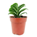 Mini Zenzi, Dwarf ZZ Plant, Zamioculcas Zamiifolia &#39;Zenzi&#39;, low-maintenance houseplant, small plant for home and office decor, air-purifying houseplant, buy houseplant online, small compact houseplant for tabletop decor