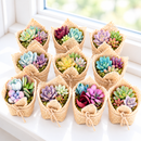 ten two-inch potted mini succulents with burlap wrapping, twine, and moss displayed as a collection of event party favors with natural earth-tone styling