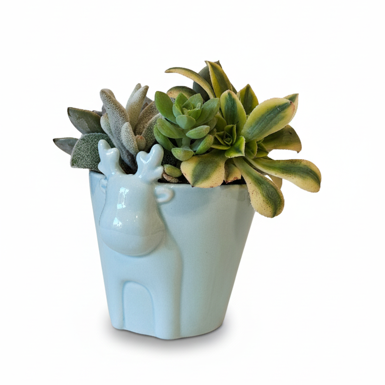 Mint Reindeer Head Ceramic Pot with Succulents Arrangement, 4 inch succulents arrangements, holiday 2025 gift ideas, buy succulents arrangement online