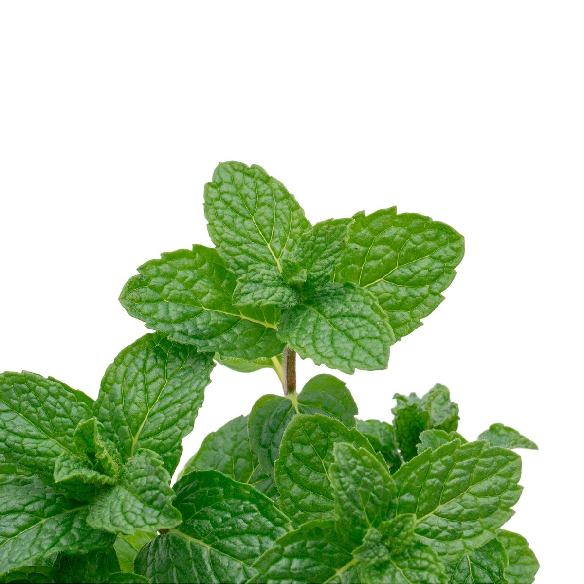 spearmint plants for sale near me, indoor mint plants for sale, indoor mint plants for sale