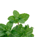 herb plants for sale, organic herb plants for sale, where to buy herb plants near me