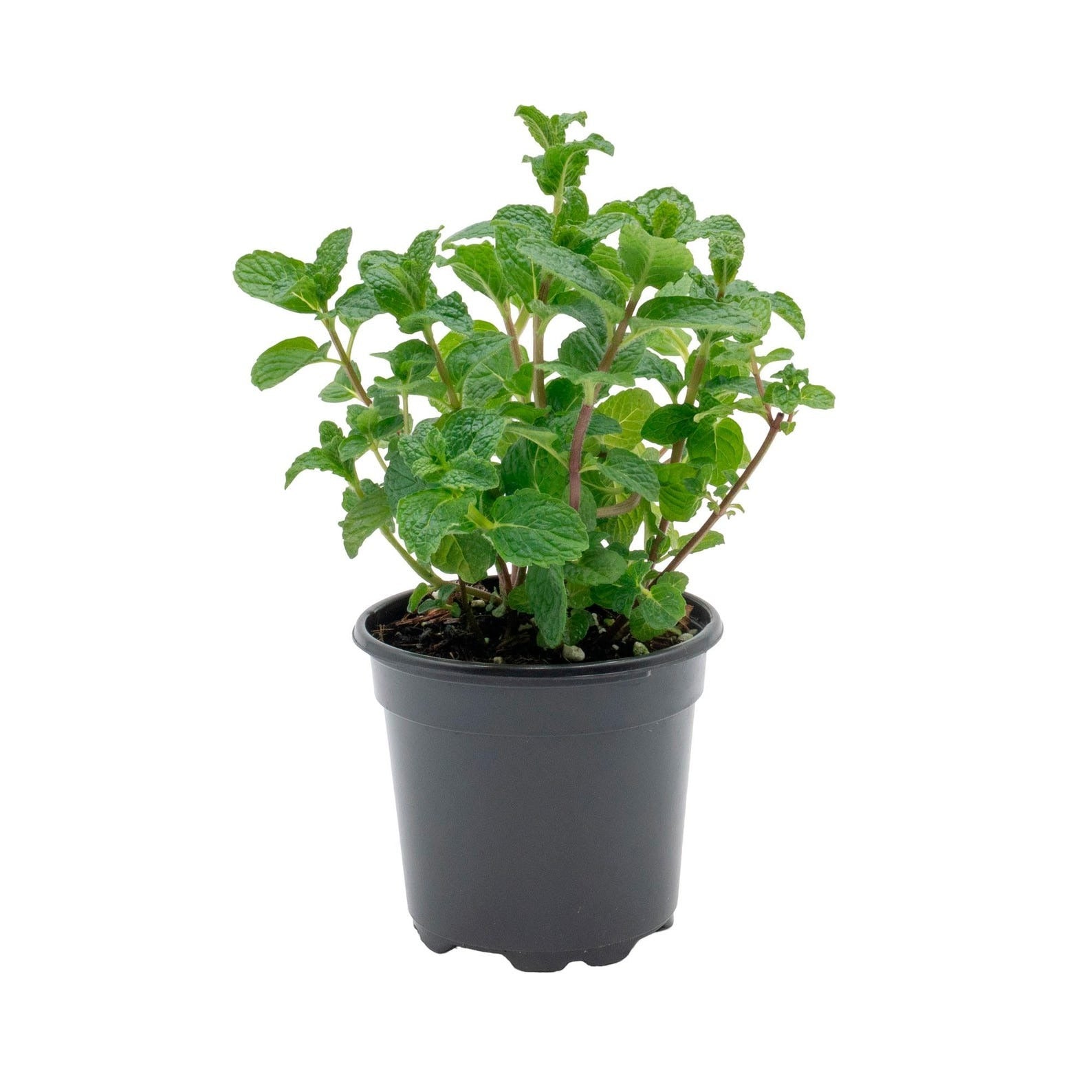 spearmint indoor plant Spearmint Plants For Sale