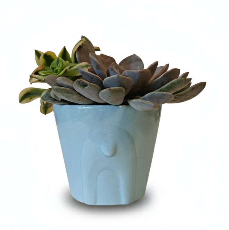 pot head succulent Mint Reindeer Ceramic Pot with Succulents Arrangement - Holiday Decor