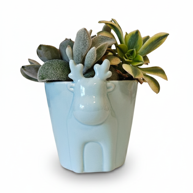 4 inch Mint Reindeer Head Ceramic Pot with Succulents Arrangement, 4 inch Mint Reindeer Head Ceramic Pot , holiday decor, christmas gifts for sale